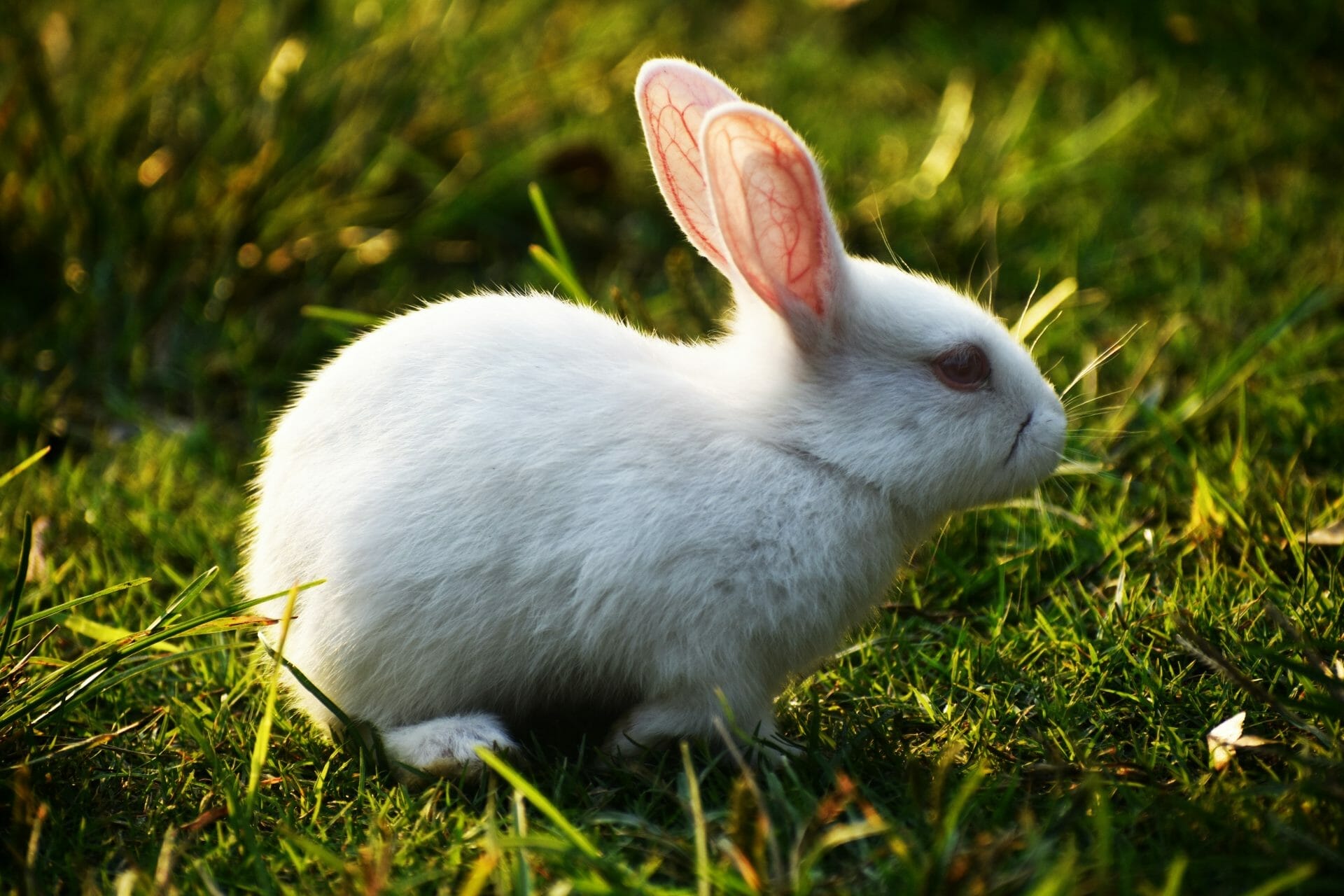 Can Rabbits Eat Sunflower Seeds? Should They? - Find Out Here!