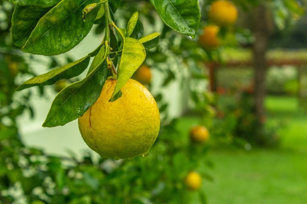 Can You Grow Lemons From Dried Lemons Seed?
