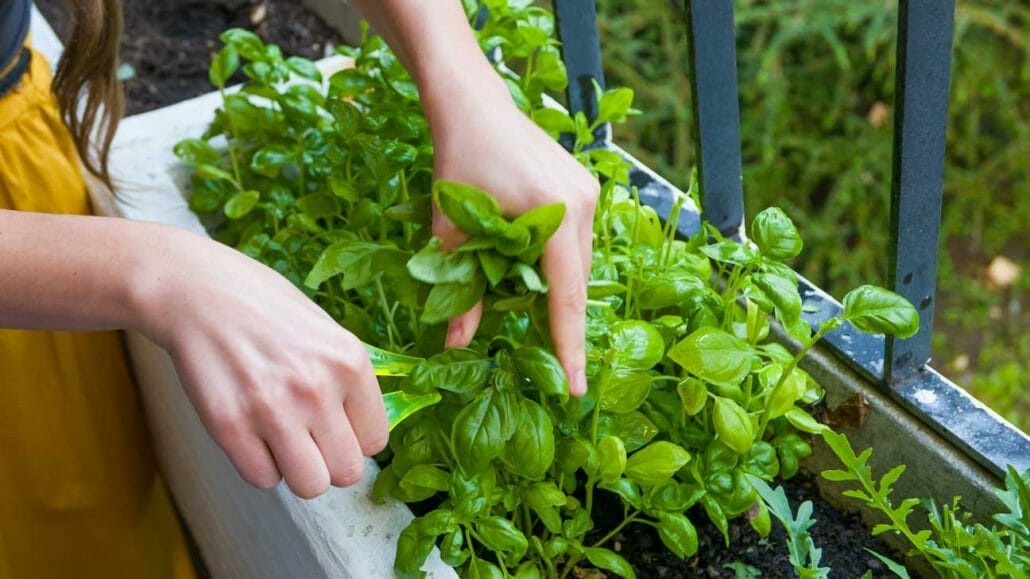 Growing basil indoors
