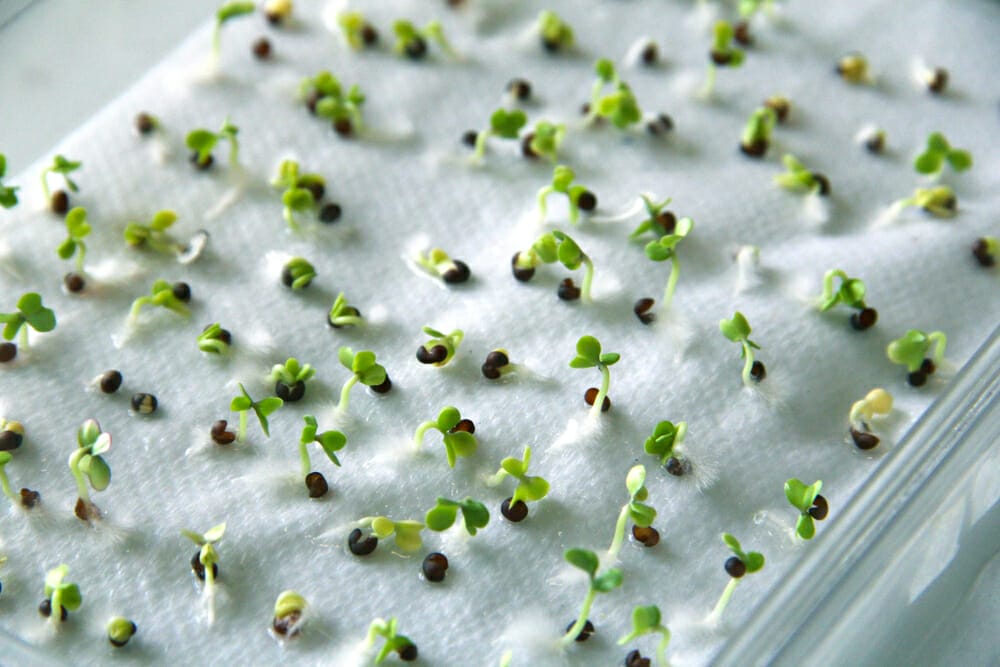 How Long Does It Take to Germinate Seeds in a Paper Towel?