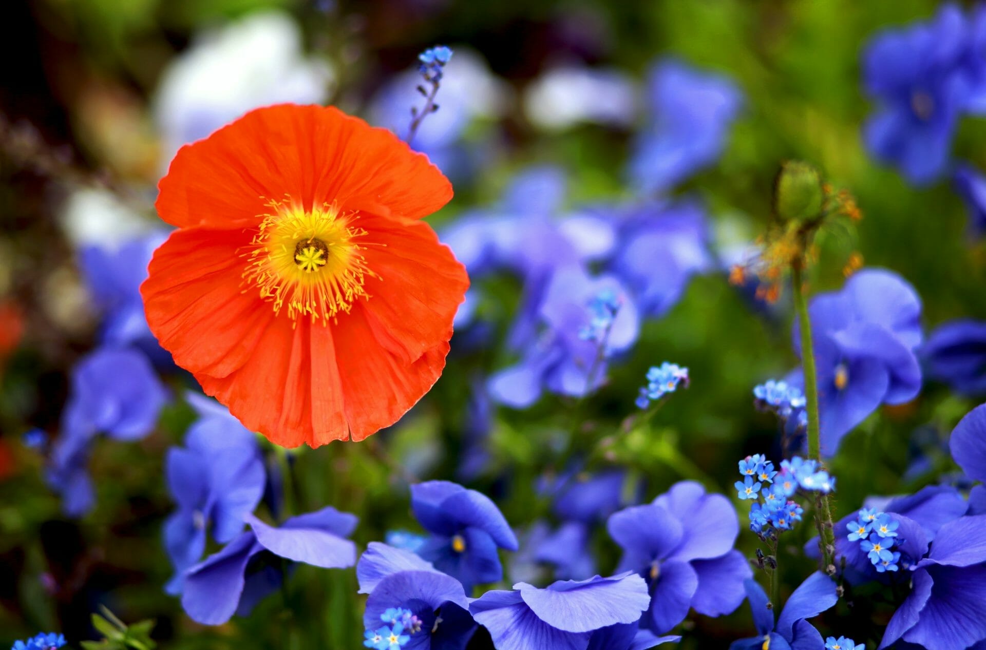 How To Grow A Poppy From A Seed? Find Out Here!