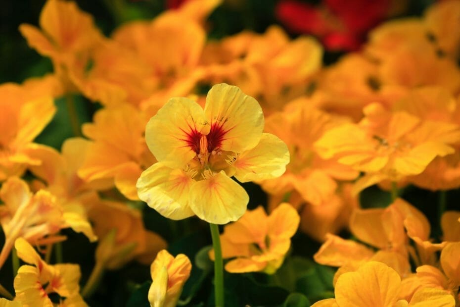 How To Grow And Care For Nasturtium From Seed - Read Here!