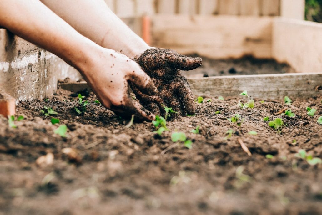 How To Plant Sunflower Seeds Before The Ground Freezes