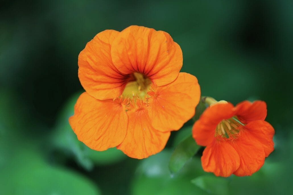 How to Care for Nasturtiums