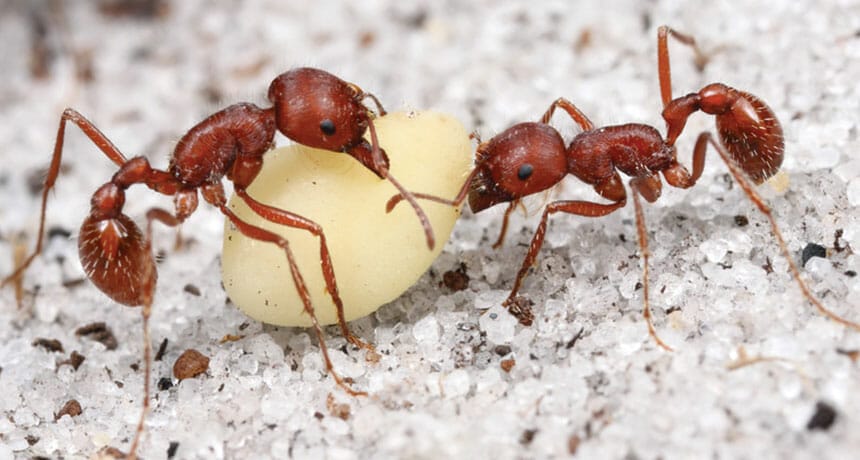 Insects dispersal