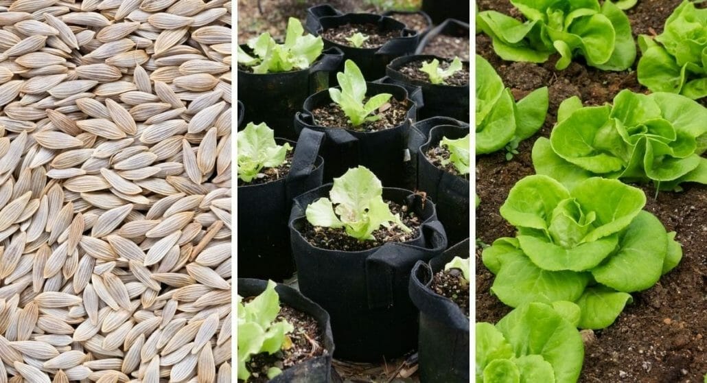 Lettuce Seeds