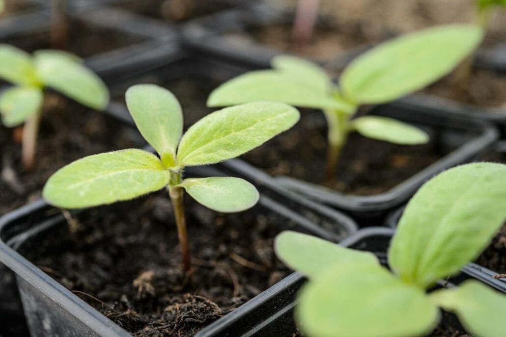 Planting Sunflower Seeds in a Pot