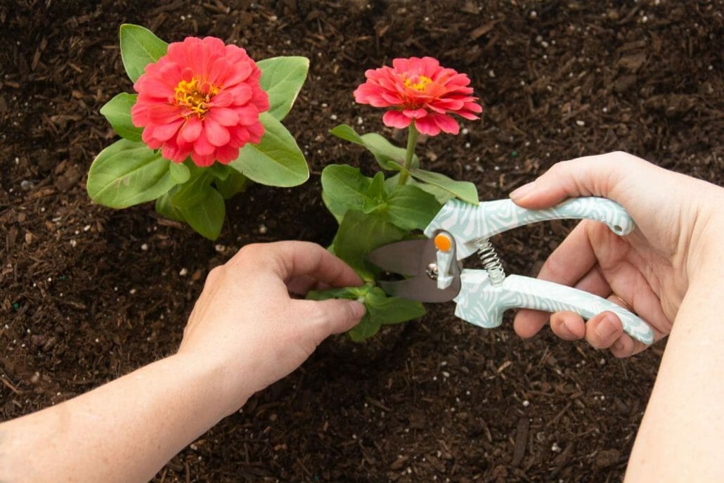 Planting Zinnia Seedling Plants Into The Garden