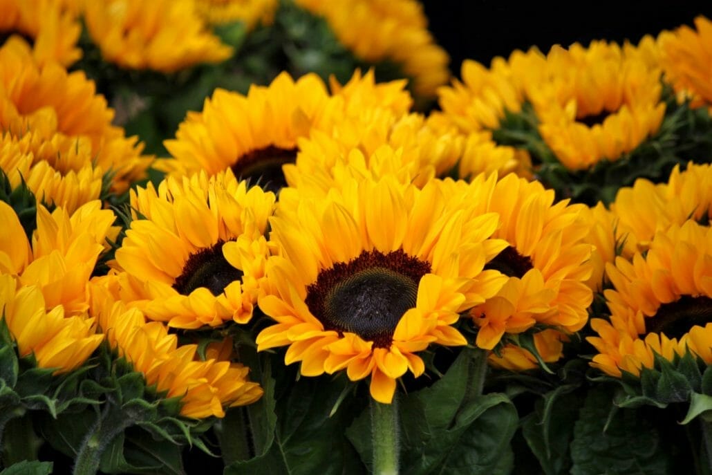 Planting sunflowers in Spring