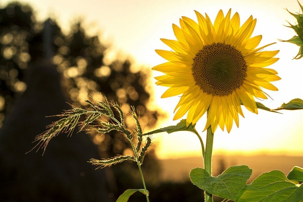 Planting sunflowers in Spring
