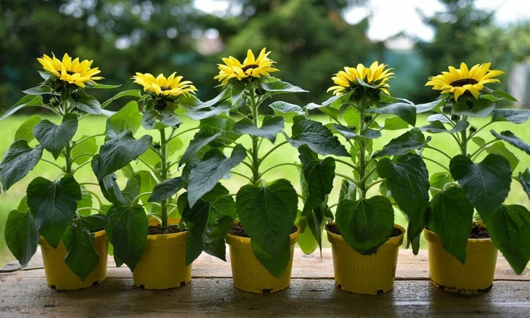 Steps for growing sunflower in a pot