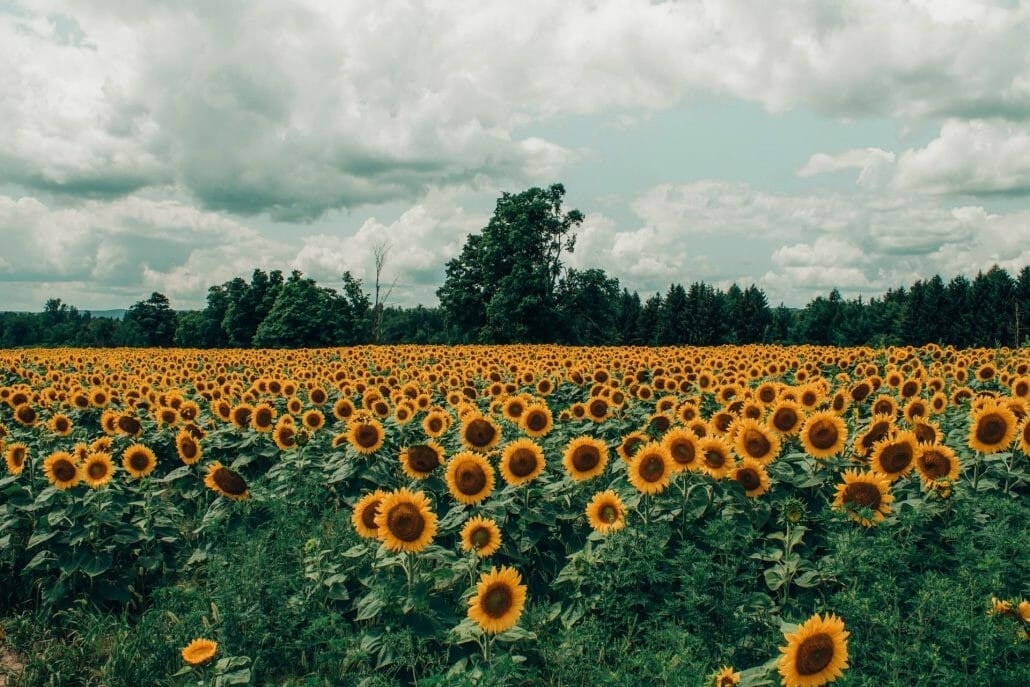 The abundance of flowers
