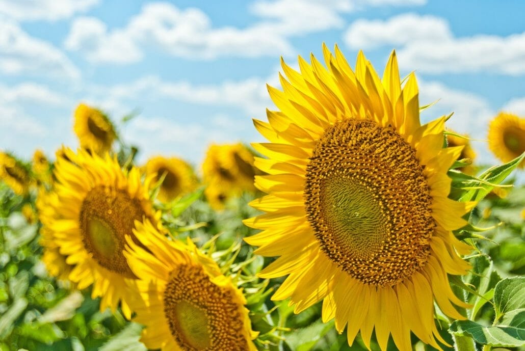 The choice for flower gardens
