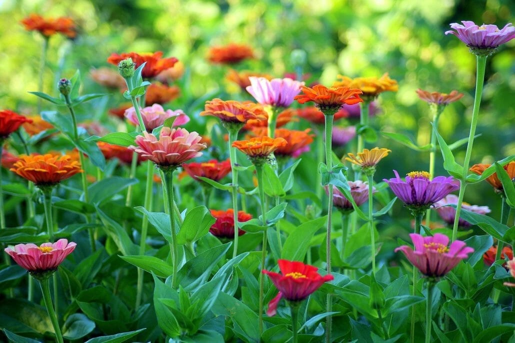 Tip In Growing Zinnias