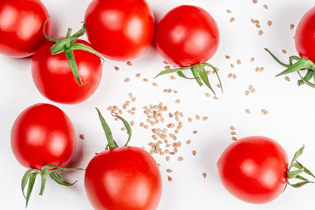 Tomato Seeds