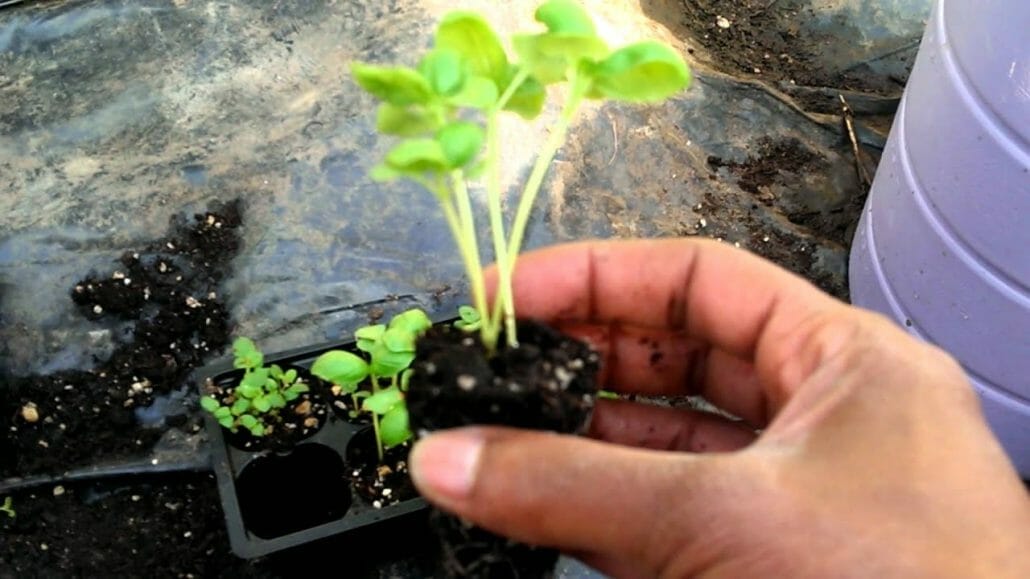 Transplanting basil seedlings
