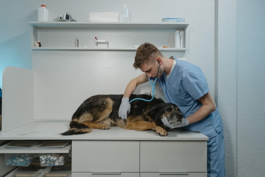 Treatment of Poppy Seed Poisoning in Dogs