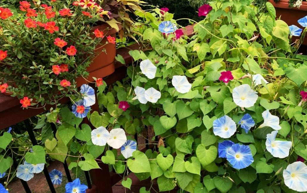 Types of morning glory plants