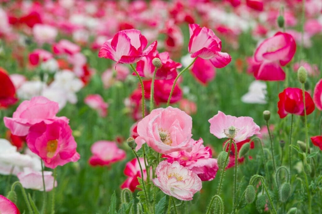 Types of poppy plant