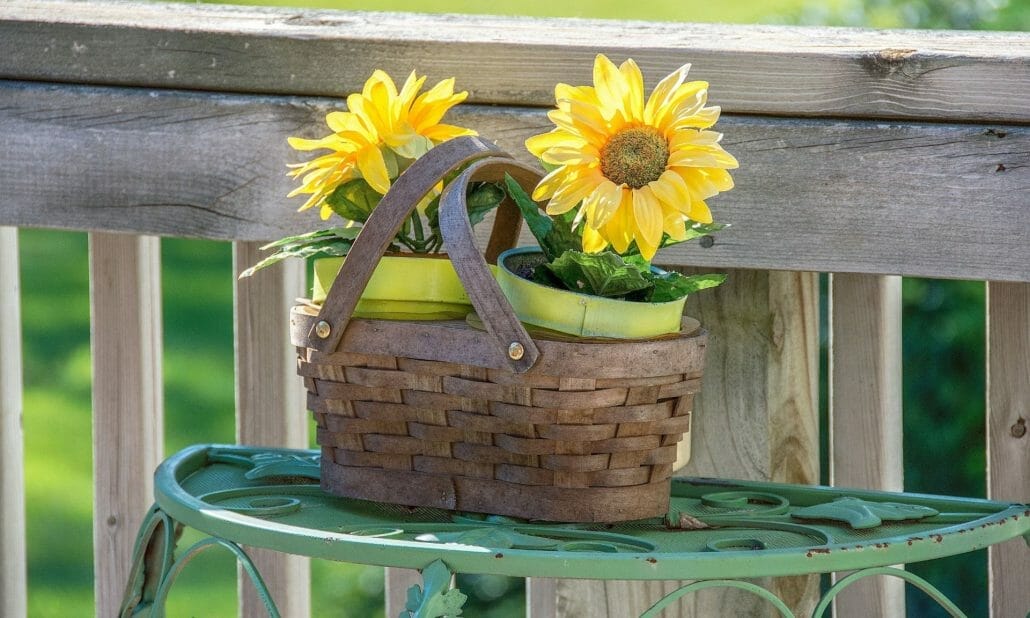 Types of sunflower to grow in a pot.