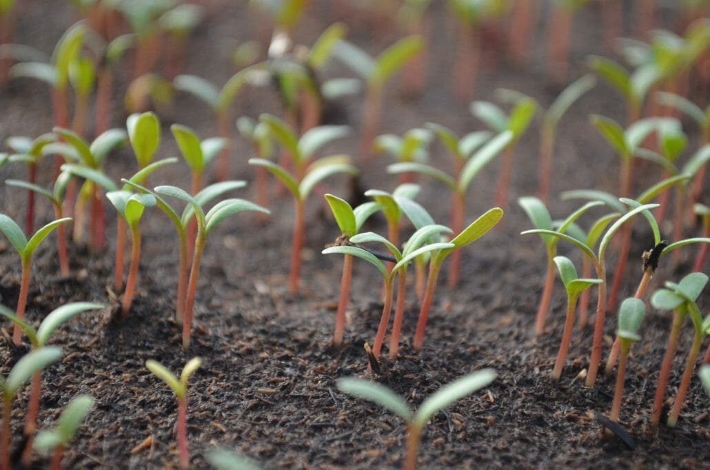 What Affects Seeds Germination Time?