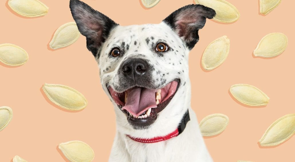 What Are Pumpkin Seeds? Can Dogs Eat Them?