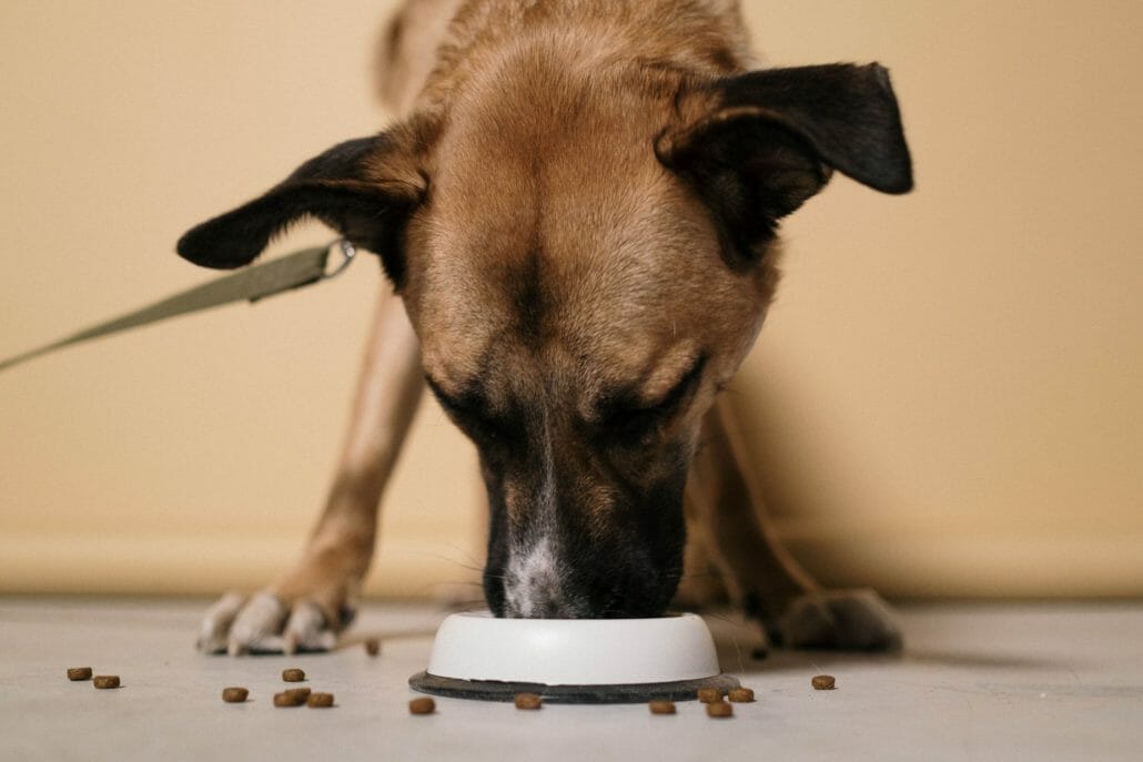 What Happens If A Dog Eats Poppy Seeds?