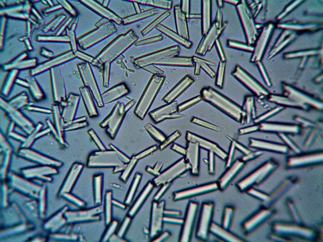 What are probiotics?