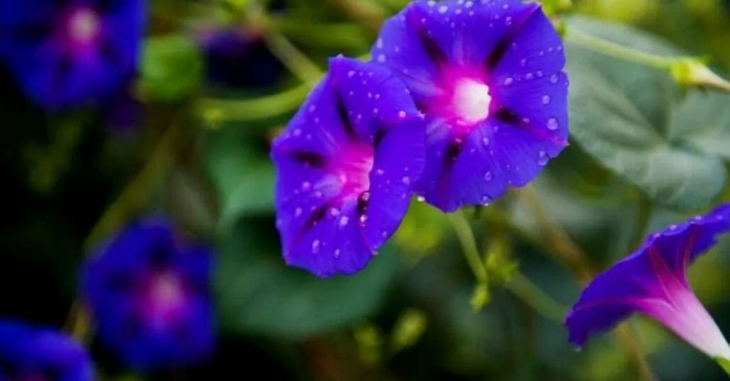 What is morning glory?