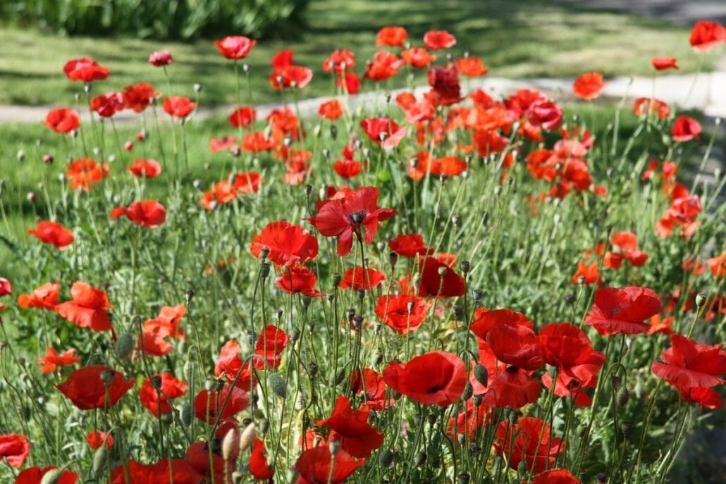 Where can I plant poppy