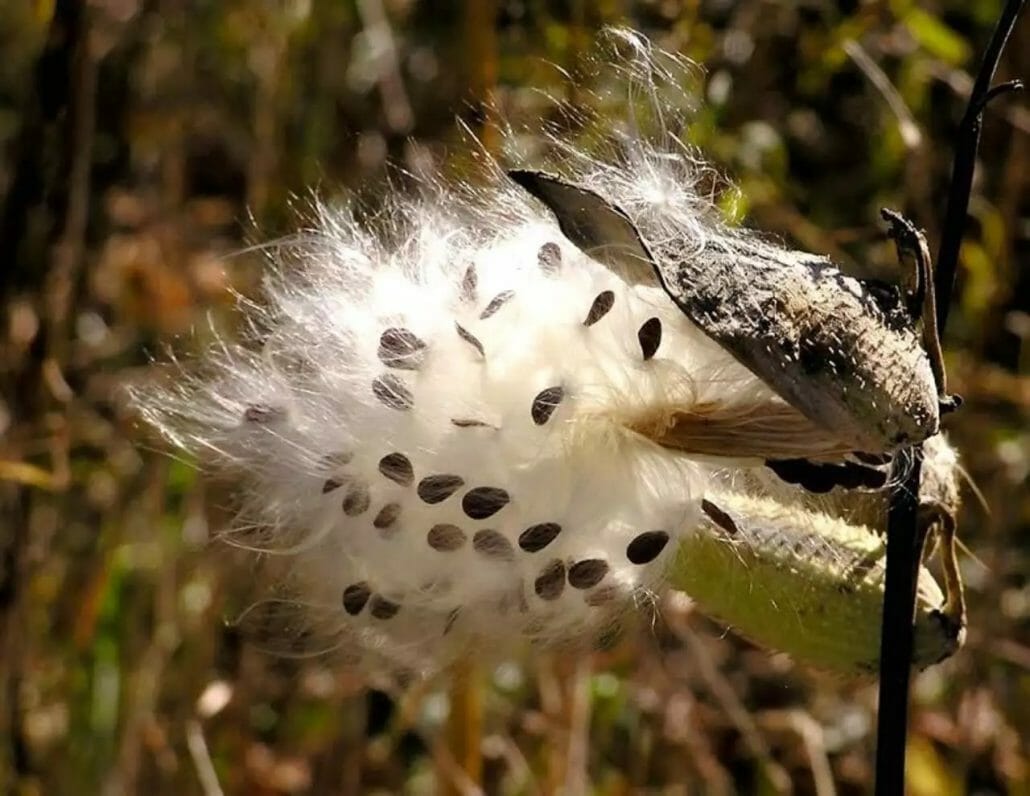 Wind dispersal