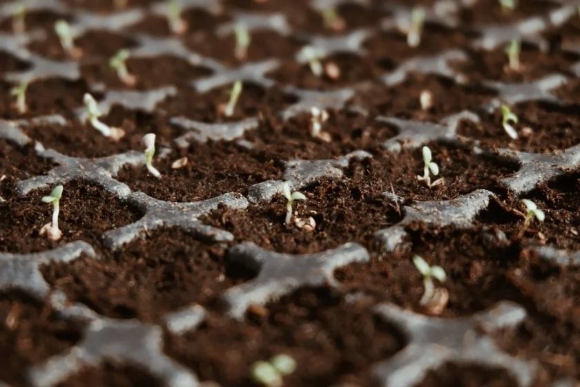 Our Guide To Planting Your First Seeds Indoors Our Guide To Planting Your First Seeds Indoors