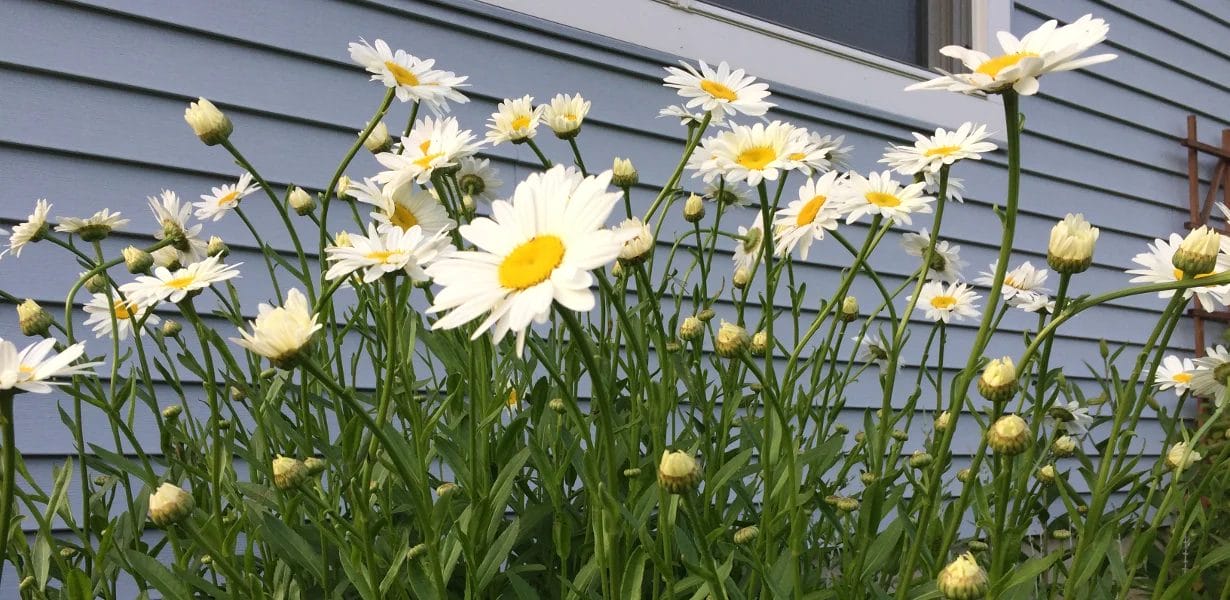 How To Plant Daisy Seeds Outside? The Optimal Way!