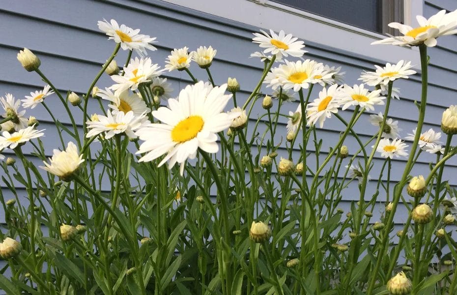 how to plant daisy seeds / how to plant daisy seeds outside