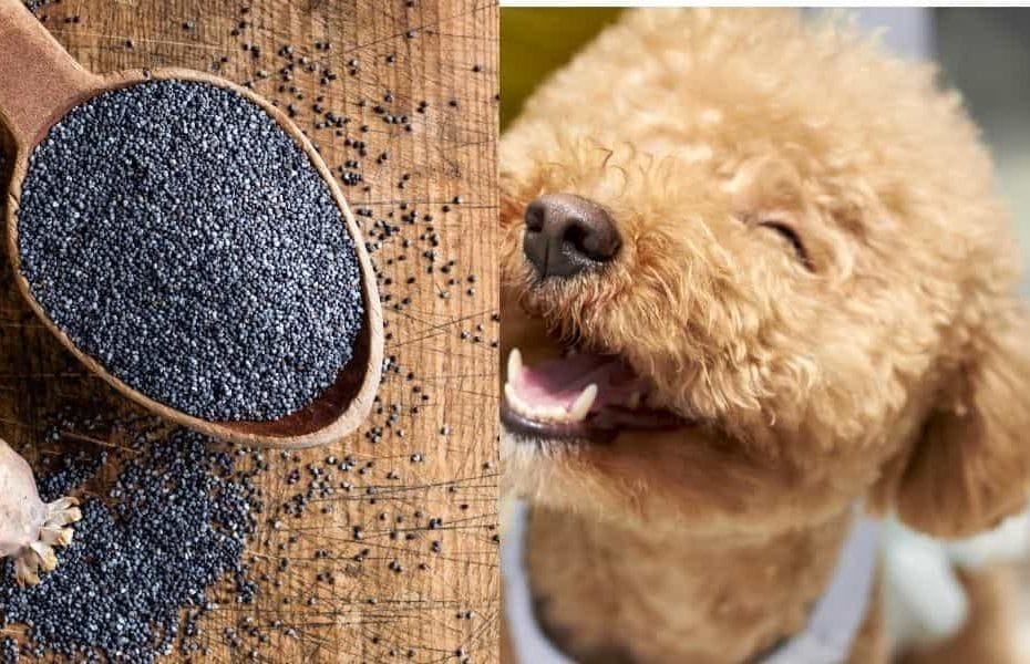 are poppy seeds poisonous to dogs