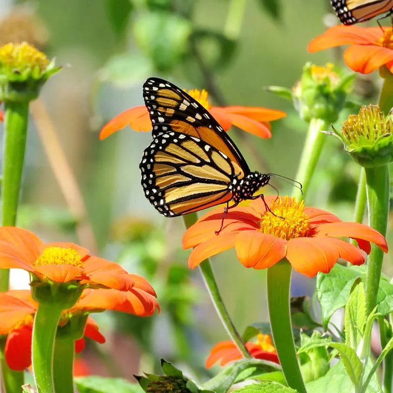 How To Plant Mexican Sunflower Seeds? Our Optimum Way!