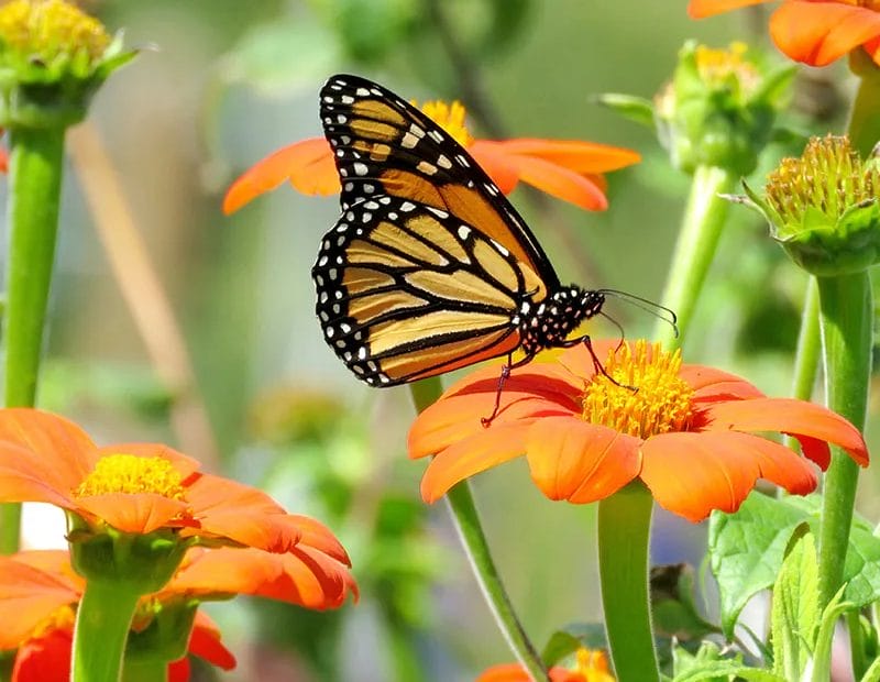 how to plant mexican sunflower seeds