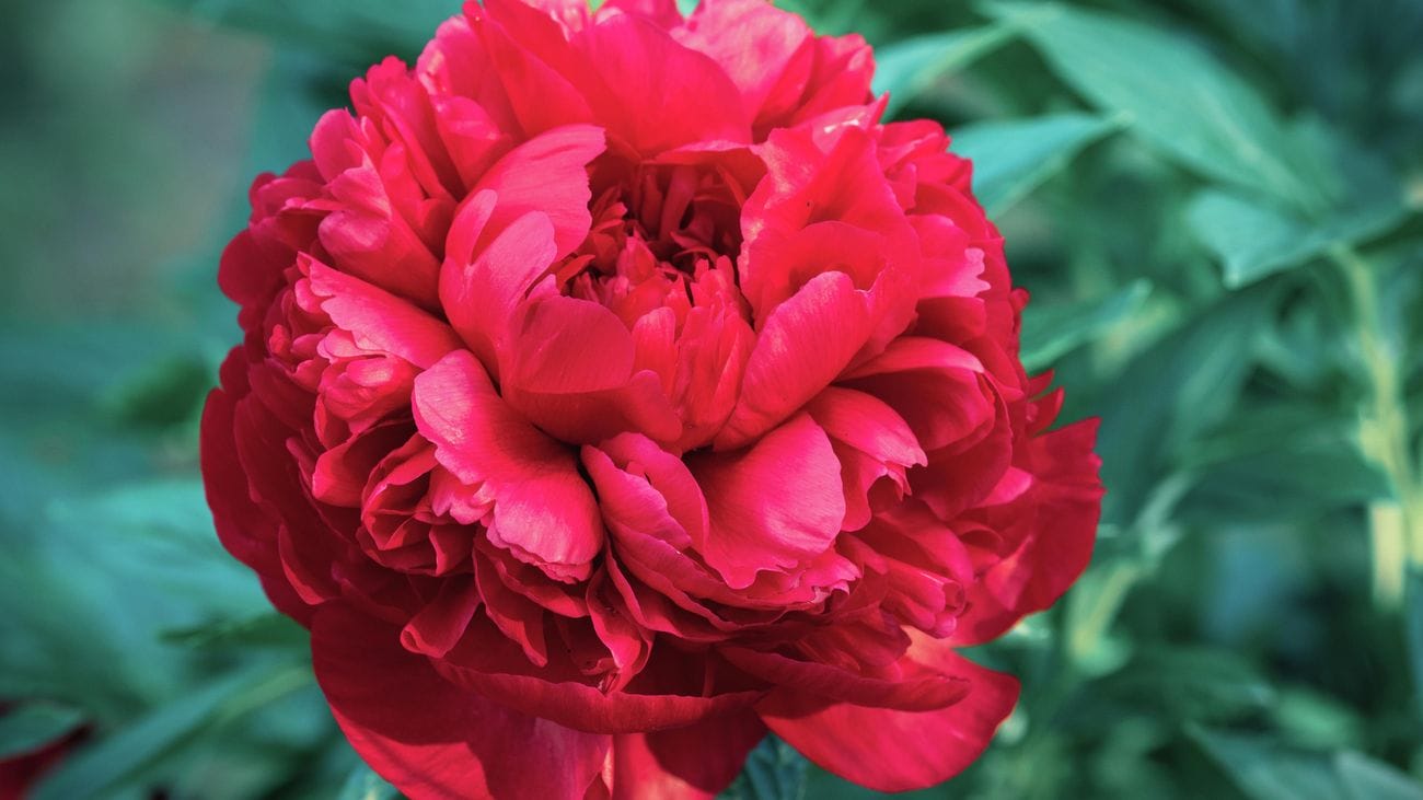 How to Grow Peony From Seed? Find Out Here!