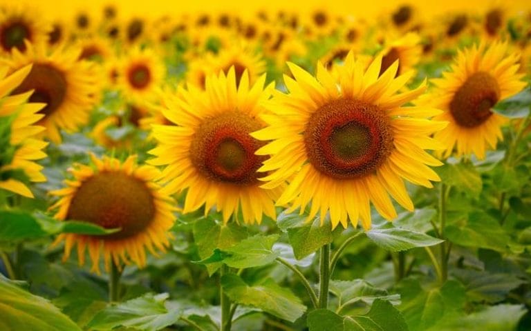 how to plant dwarf sunflower seeds