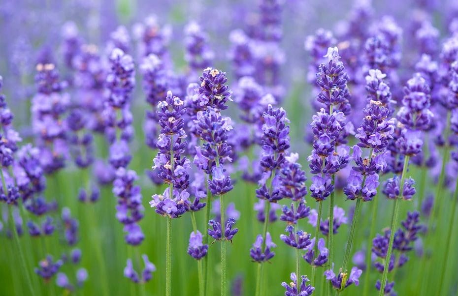 how to plant lavender seeds outside / in a pot