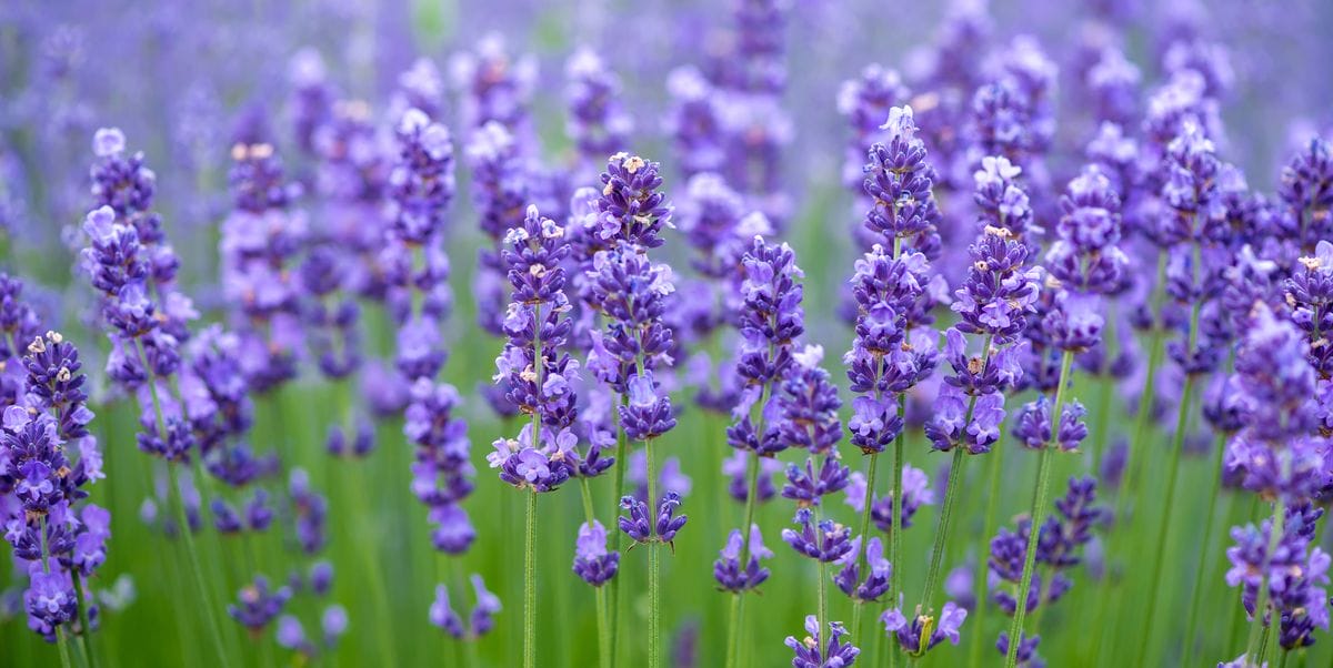 How to Plant Lavender Seeds - Outside In a Pot