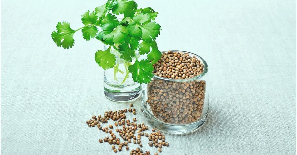 What Happens if You Drink Coriander Seeds Water?