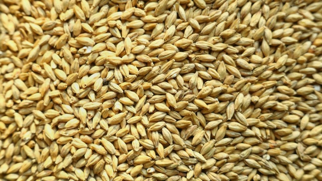 Is Malt Flavor Gluten-free?