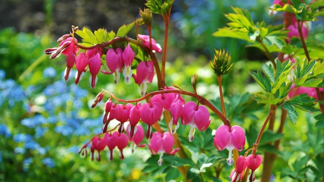 4 Common Problems With Bleeding Heart