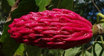 Can You Eat Magnolia Fruit?