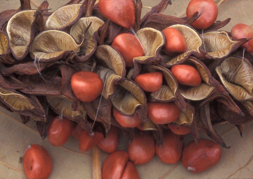 What do Magnolia berries taste like?