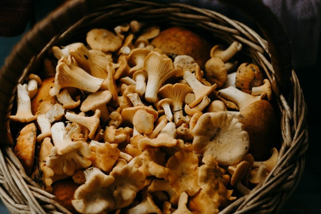 Are Mushrooms Vegan?