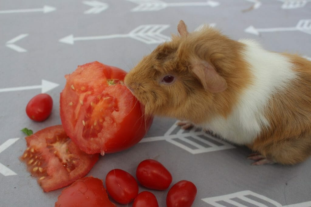Can Guinea Pigs Eat Tomato Seeds?