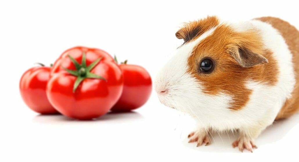 Can Guinea Pigs Eat Tomatoes?