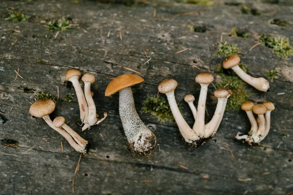 Can I Grow Vegan Mushrooms At Home?